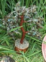 Arbre labradorite – Image 6