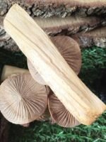 Palo santo - bursera graveolens - – bâtons naturels du pérou – Image 5