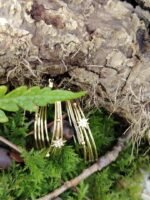 Boucles d’oreilles dorées 4 anneaux & étoiles strassées – Image 6