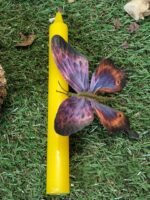 Bougie jaune – Image 4