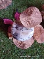 Galet calcedoine dendritique – Image 2