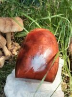 Forme libre cornaline – Image 5