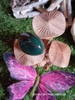 Jaspe héliotrope – Image 2