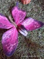 Onyx rubané - sulemani – Image 4