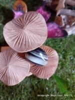 Onyx rubané - sulemani