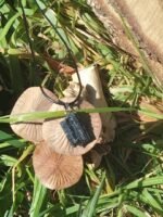 Pendentif tourmaline noire brute – Image 3