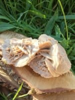 Rose des sables – Image 4